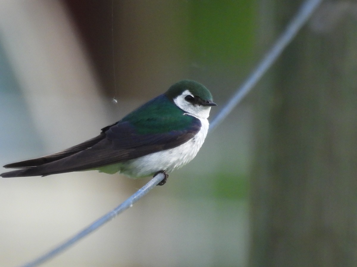Violet-green Swallow - ML620864517