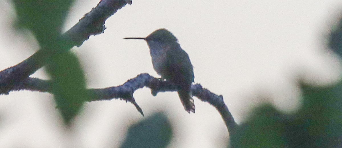 Calliope Hummingbird - ML620864526