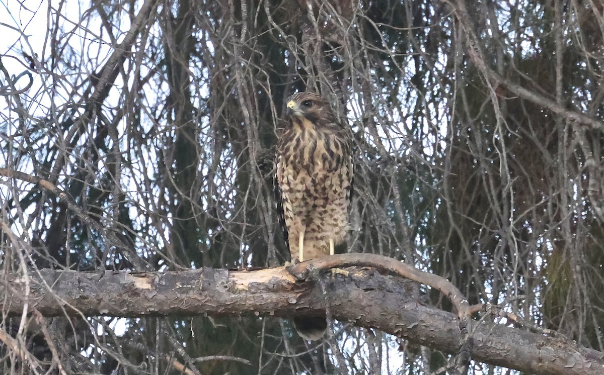 Red-shouldered Hawk - ML620864528