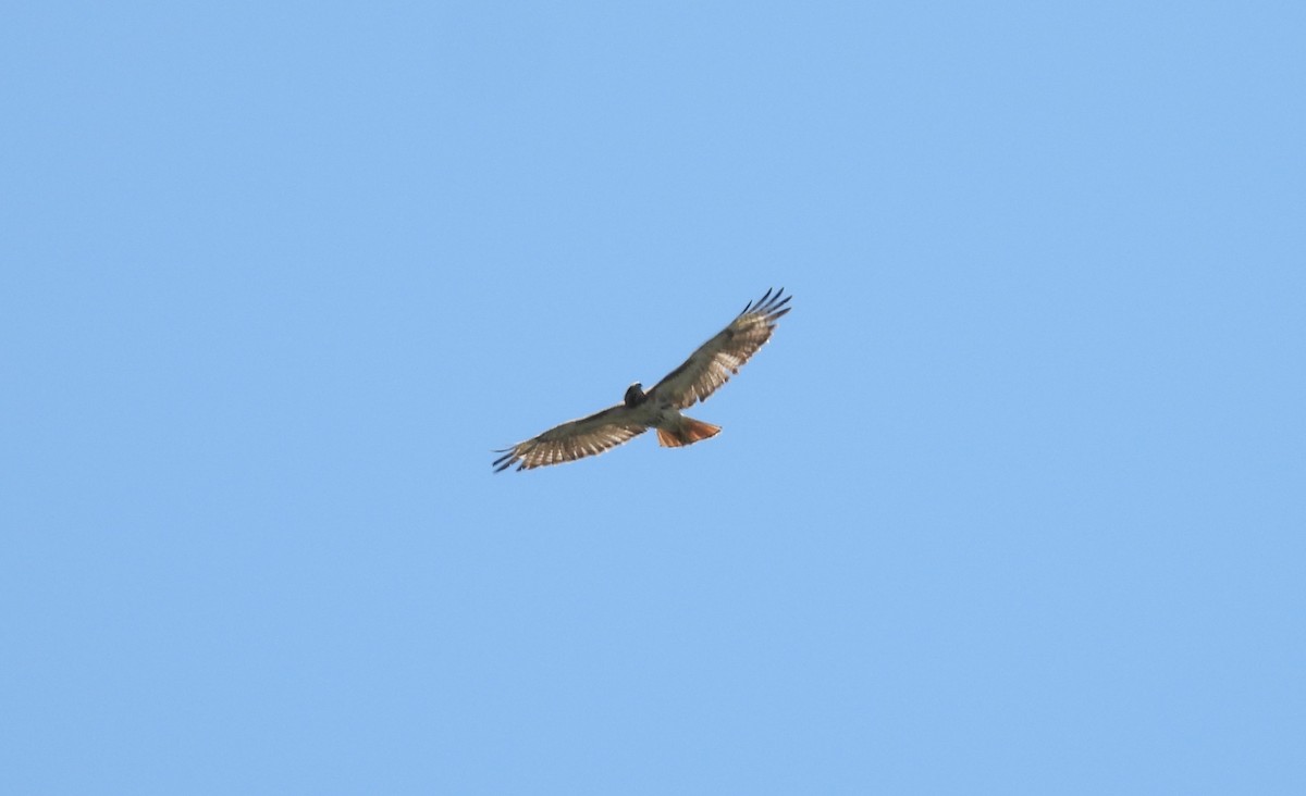 Red-tailed Hawk - ML620864538