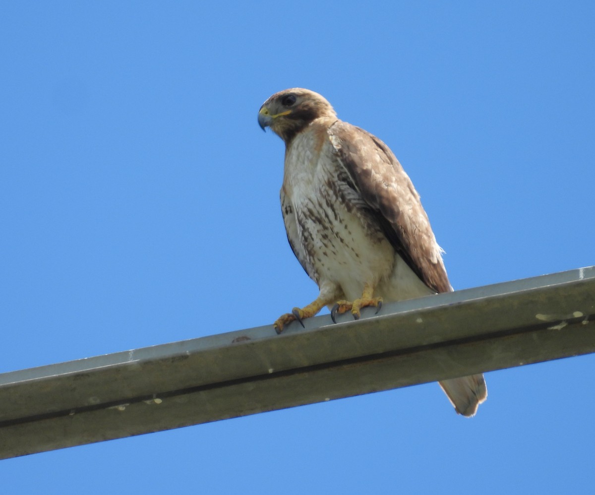 Red-tailed Hawk - ML620864539