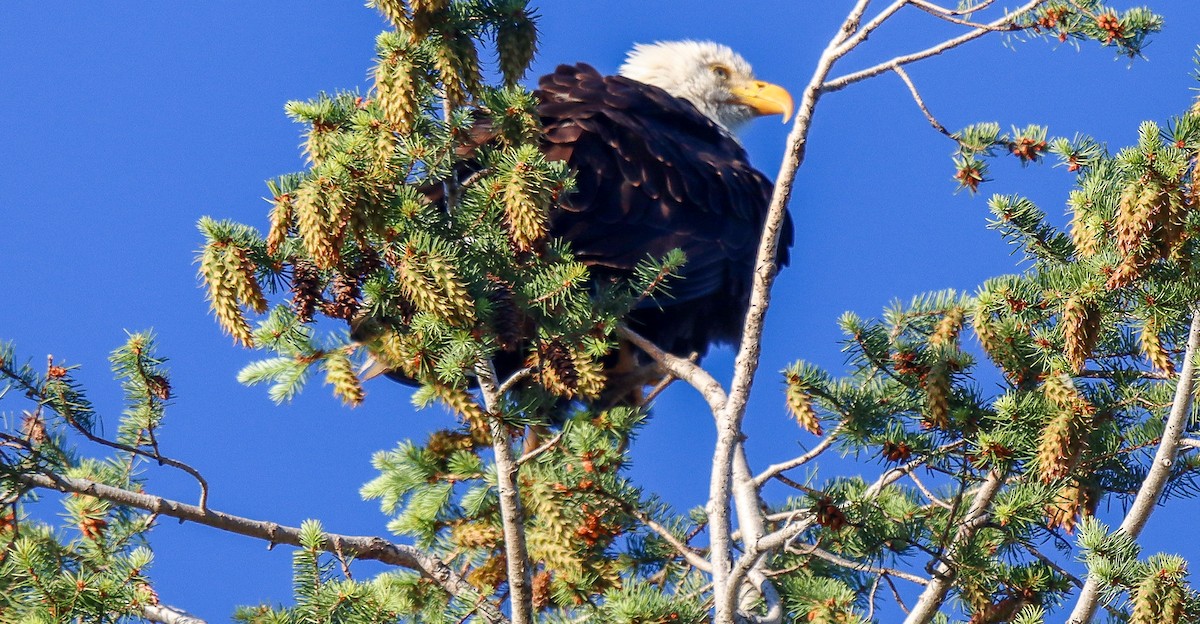 Bald Eagle - ML620864542