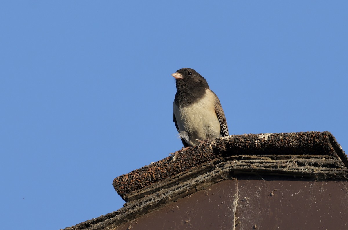 Dark-eyed Junco - ML620864543