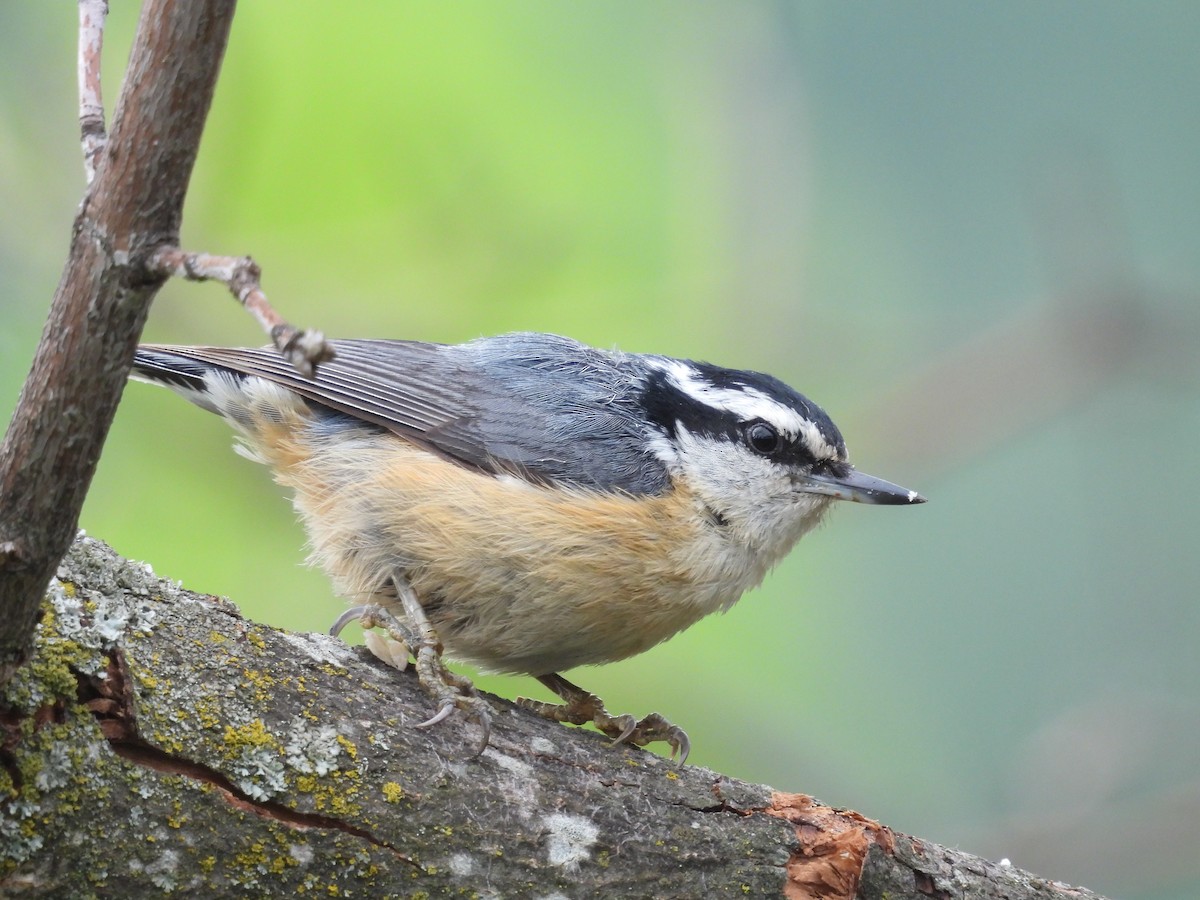 Red-breasted Nuthatch - ML620864544