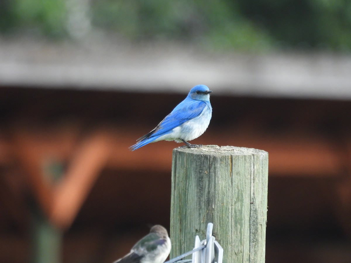 Mountain Bluebird - ML620864550