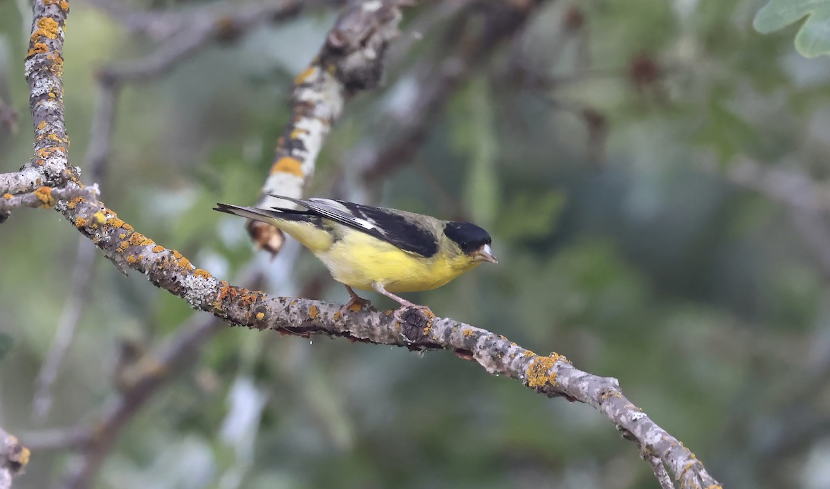 Lawrence's Goldfinch - ML620864552