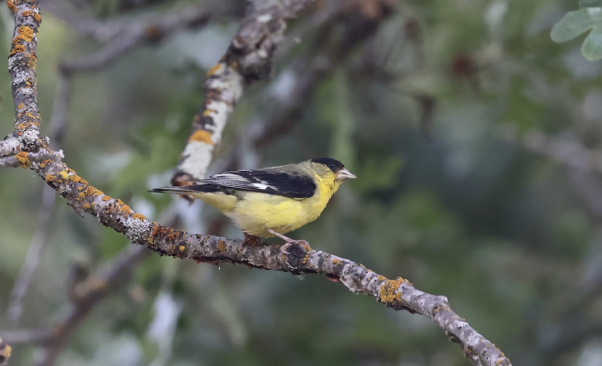 Lawrence's Goldfinch - ML620864553