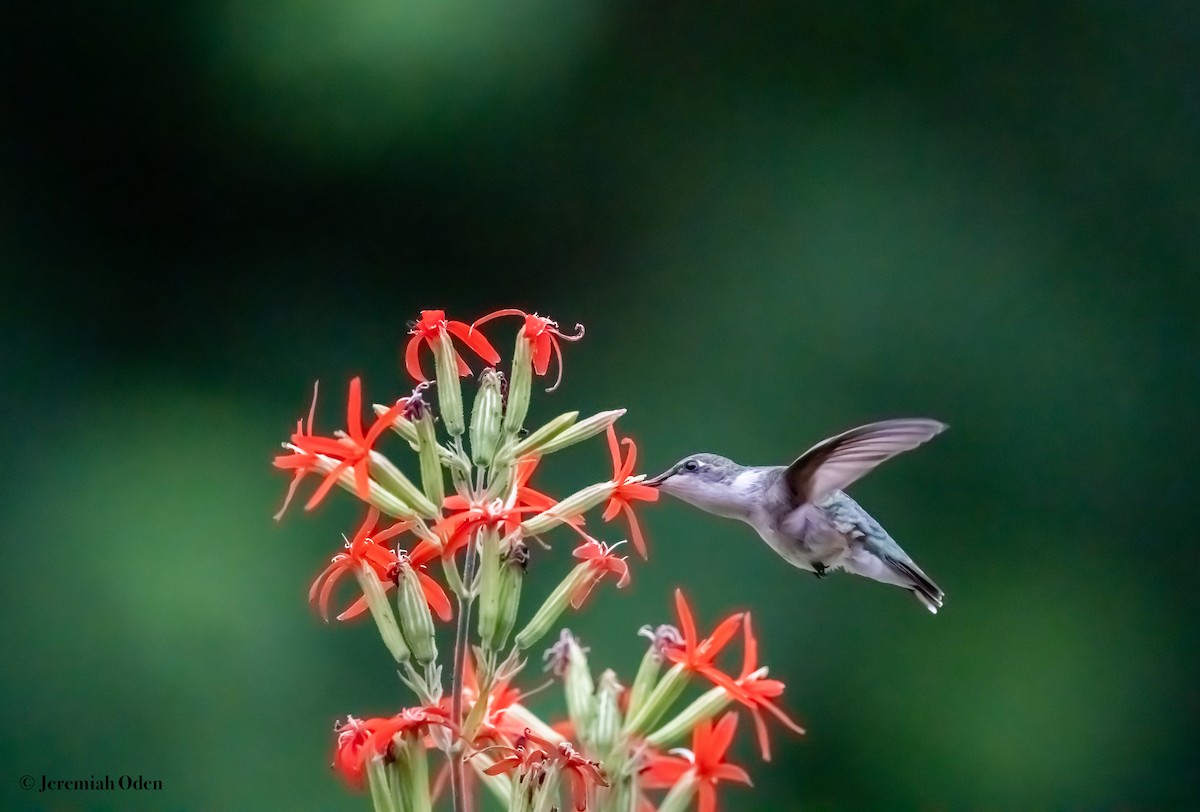 Ruby-throated Hummingbird - ML620864561