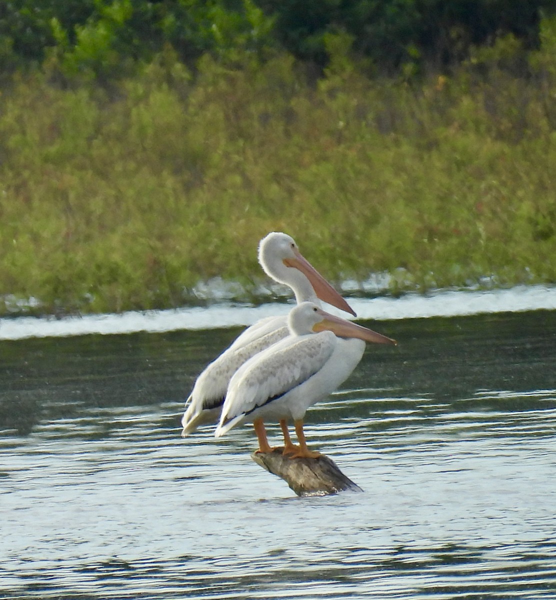 American White Pelican - Tracy Wiczer