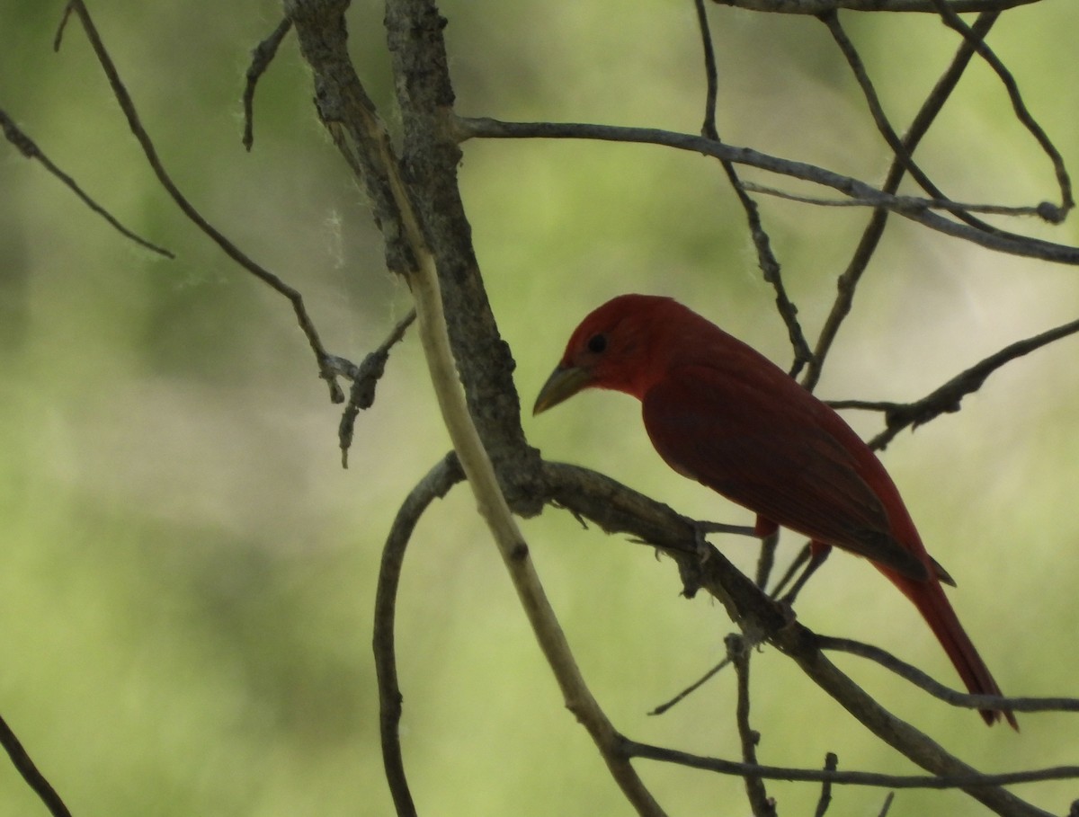 Summer Tanager - ML620864567