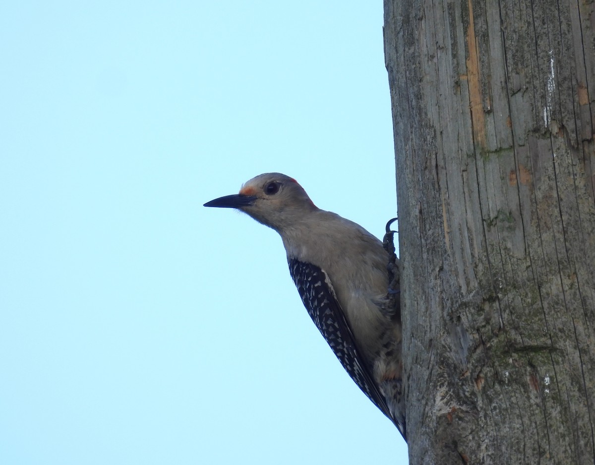 Red-bellied Woodpecker - ML620864574