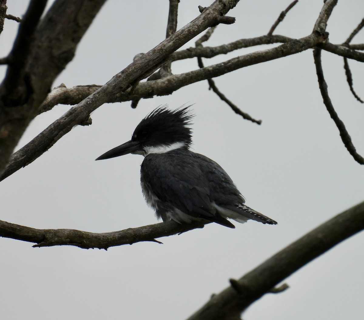 Belted Kingfisher - ML620864575