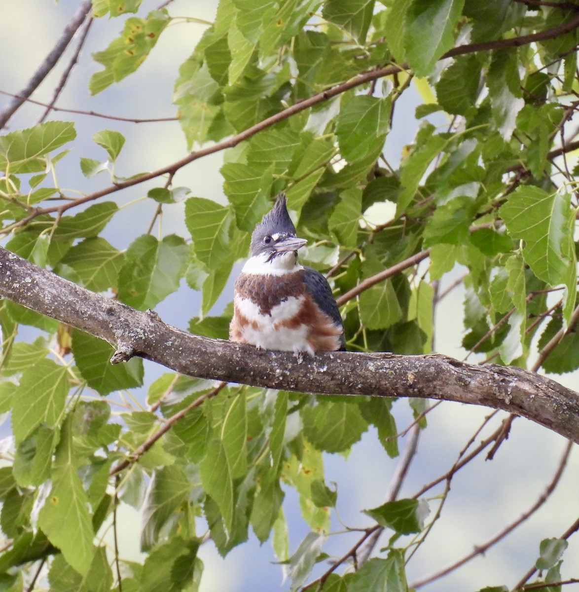 Belted Kingfisher - Tracy Wiczer