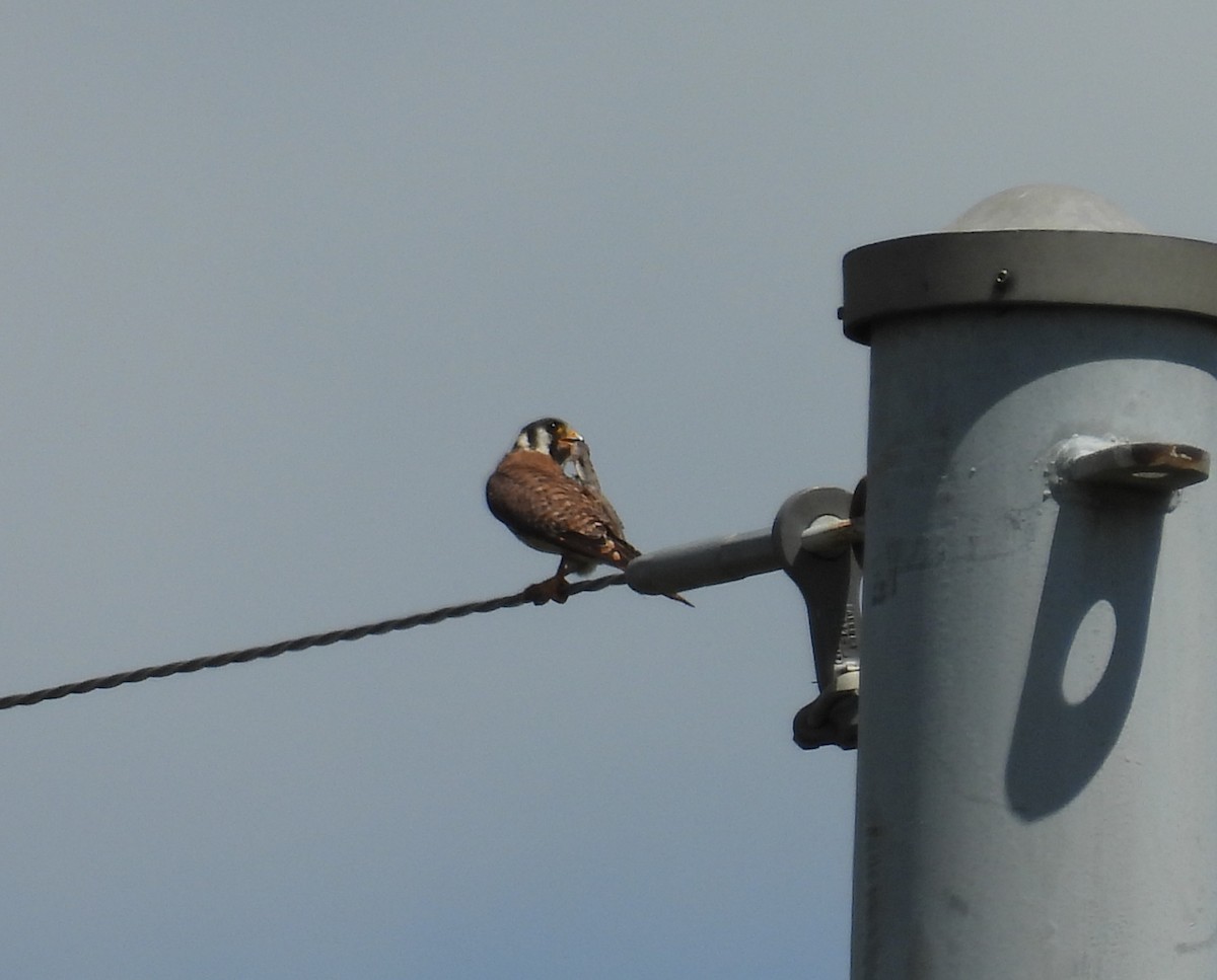 American Kestrel - ML620864581