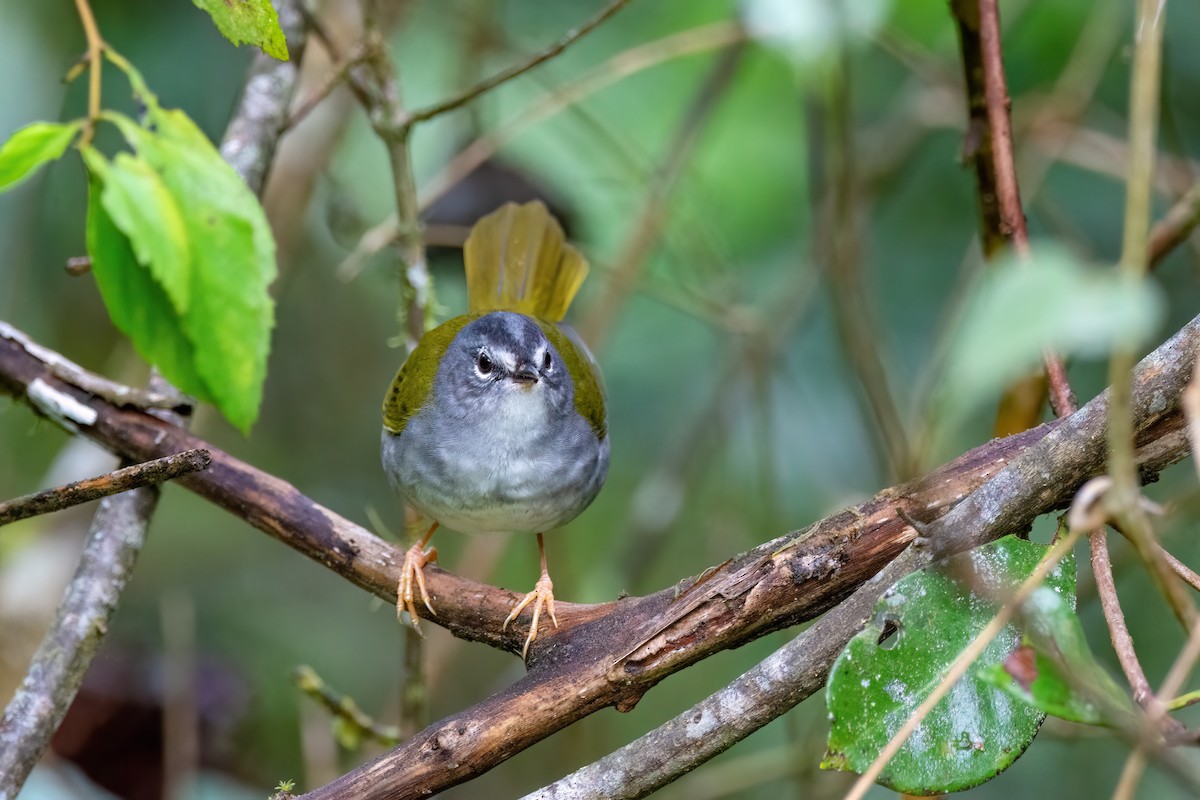 White-browed Warbler - Marcos Eugênio Birding Guide