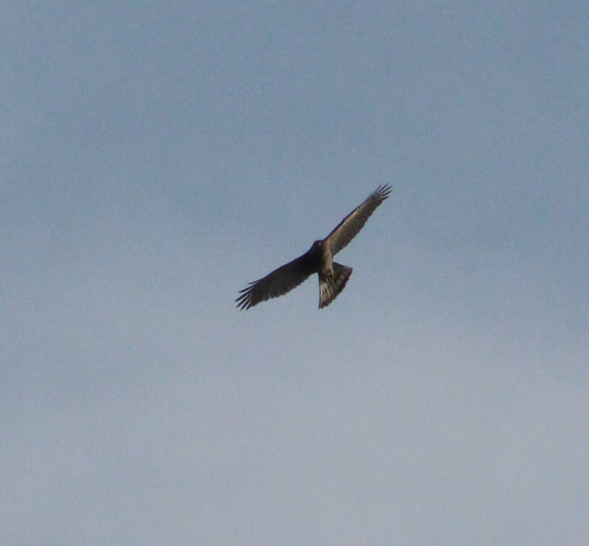 Northern Harrier - ML620864588