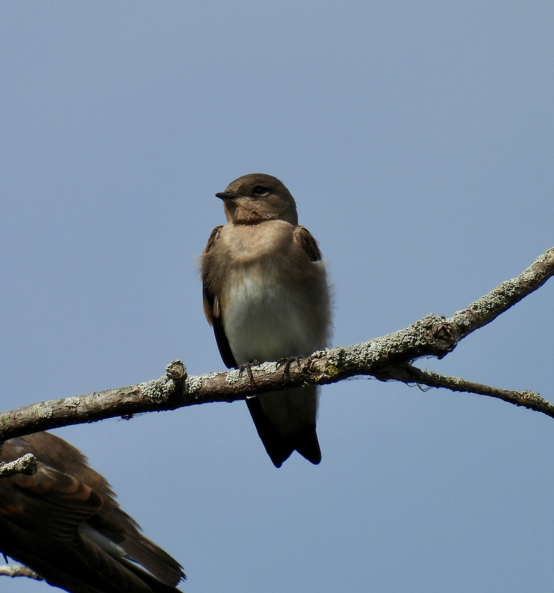 Northern Rough-winged Swallow - ML620864589