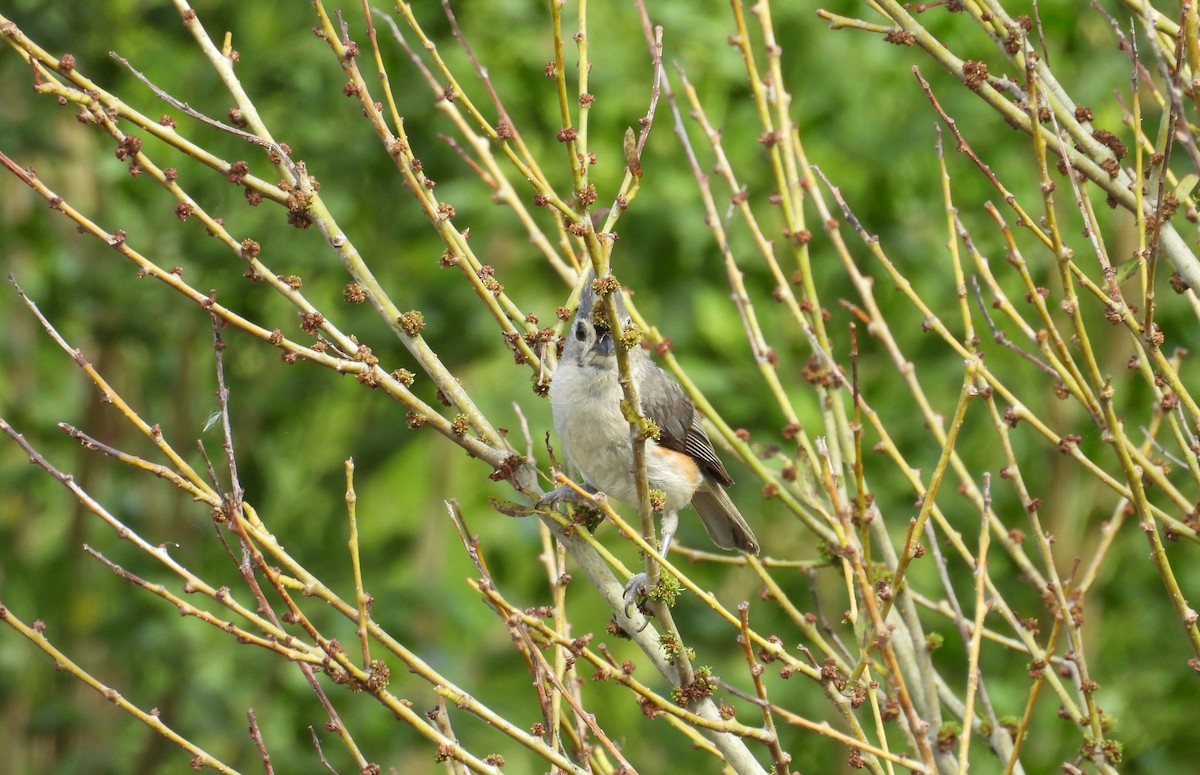 Tufted Titmouse - ML620864598