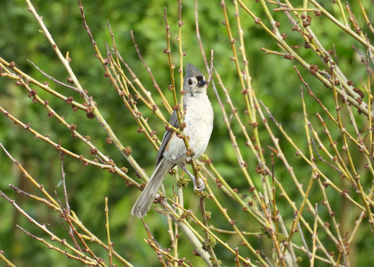 Tufted Titmouse - ML620864599