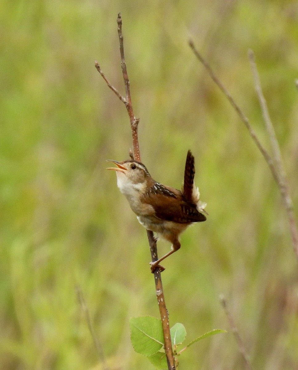 Marsh Wren - ML620864603