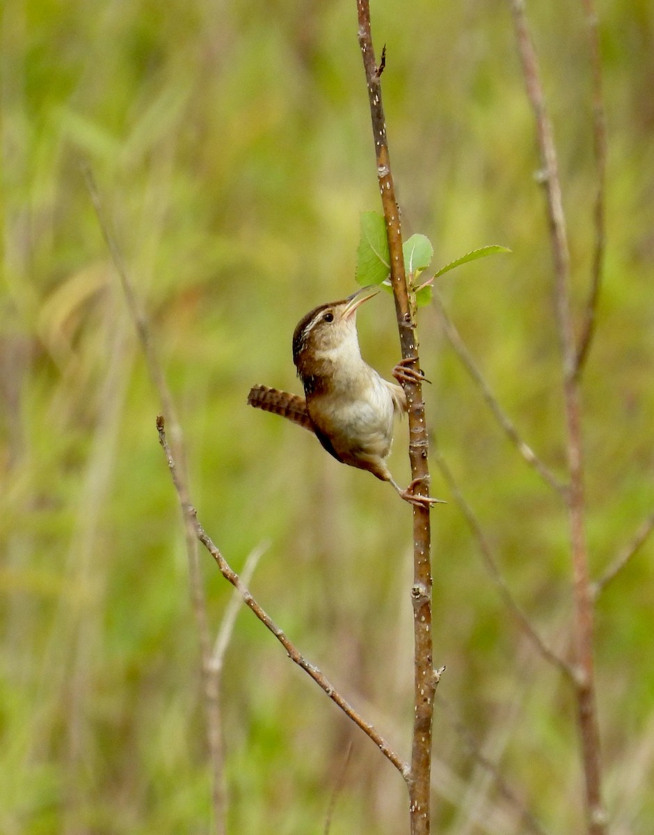 Marsh Wren - ML620864604