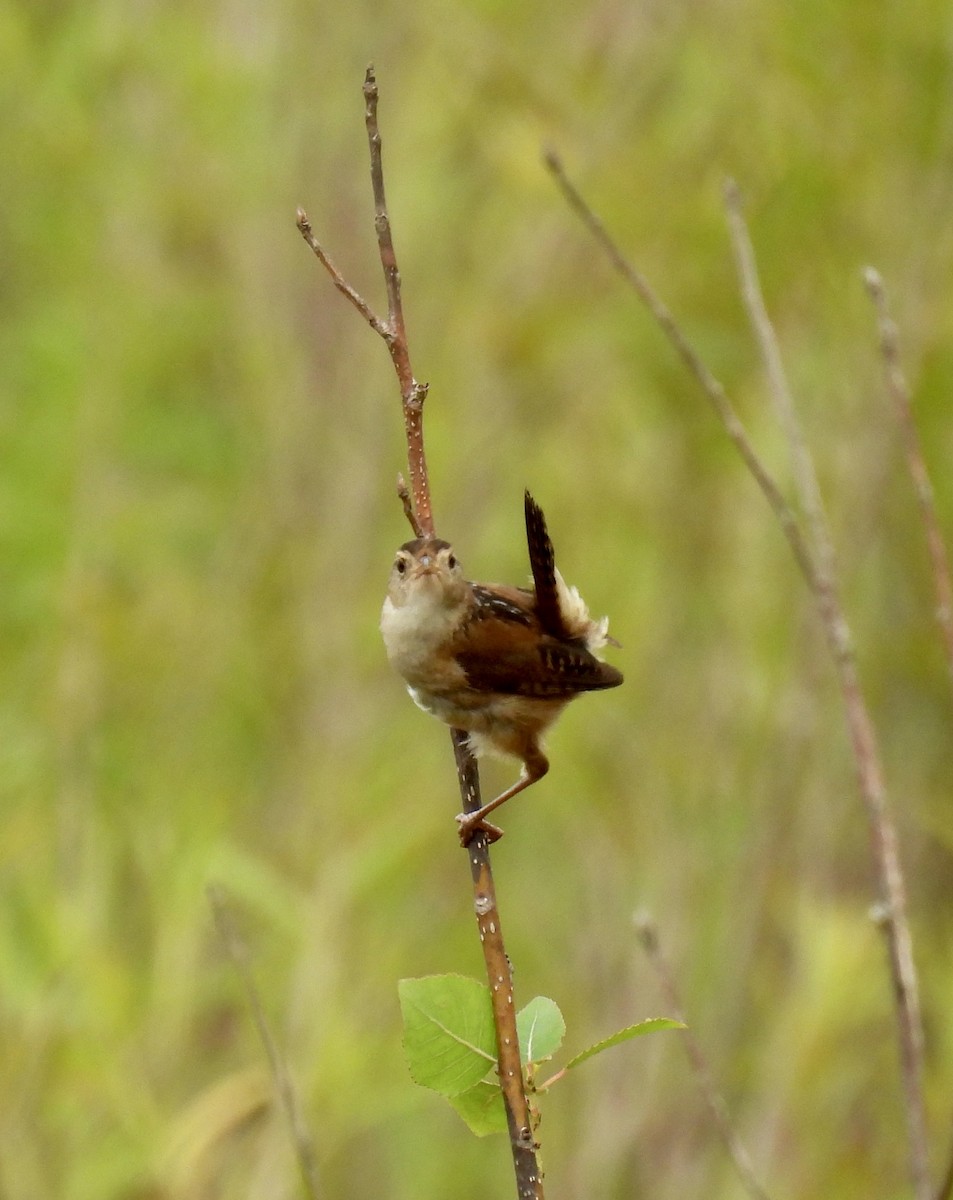 Marsh Wren - ML620864606