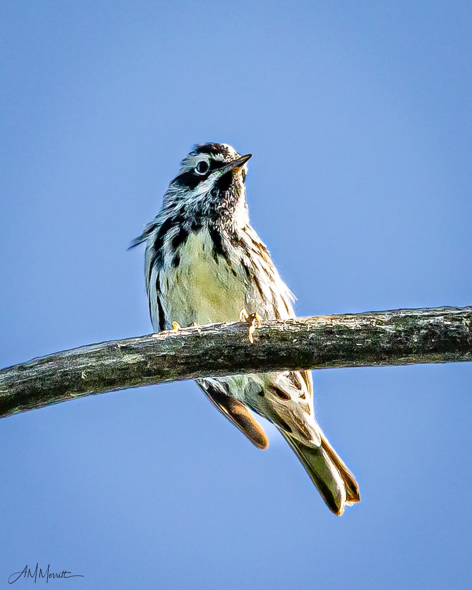 Black-and-white Warbler - ML620864614