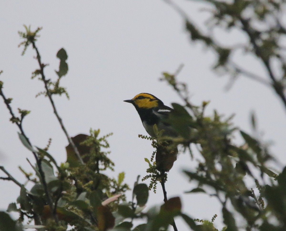 Golden-cheeked Warbler - ML620864637