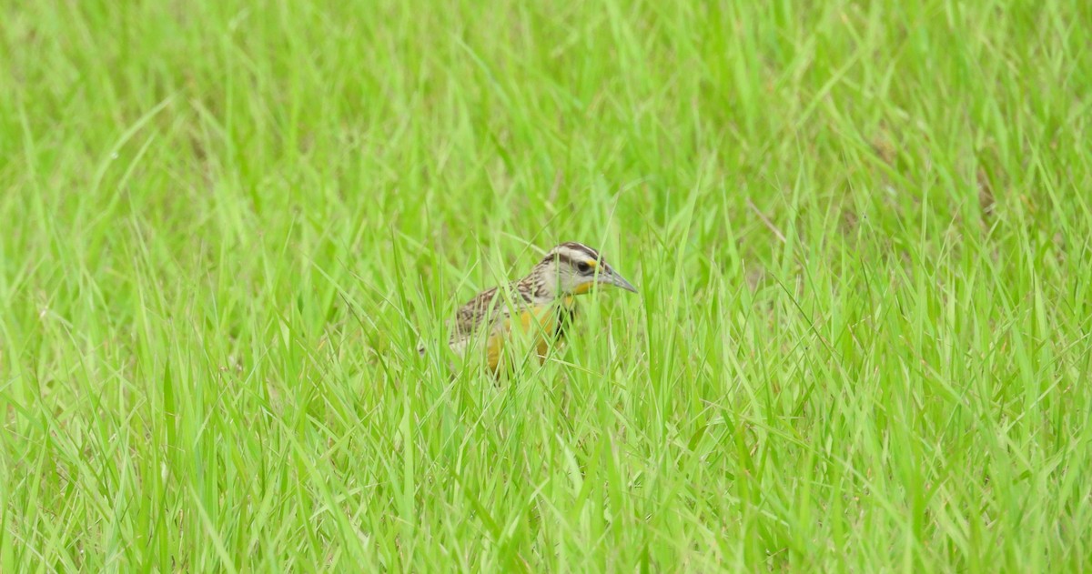 Eastern Meadowlark - ML620864647