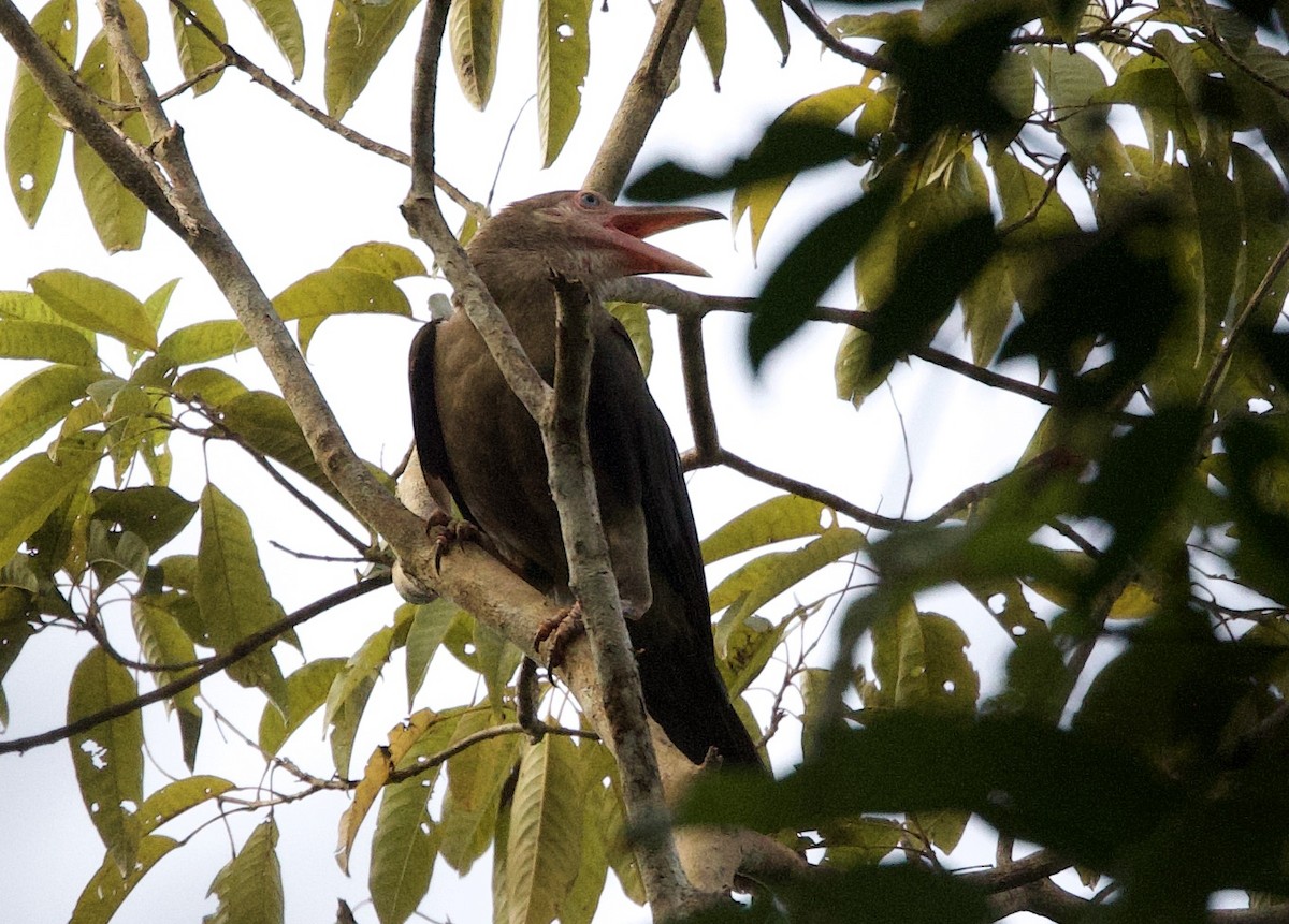 Gray Crow - ML620864649