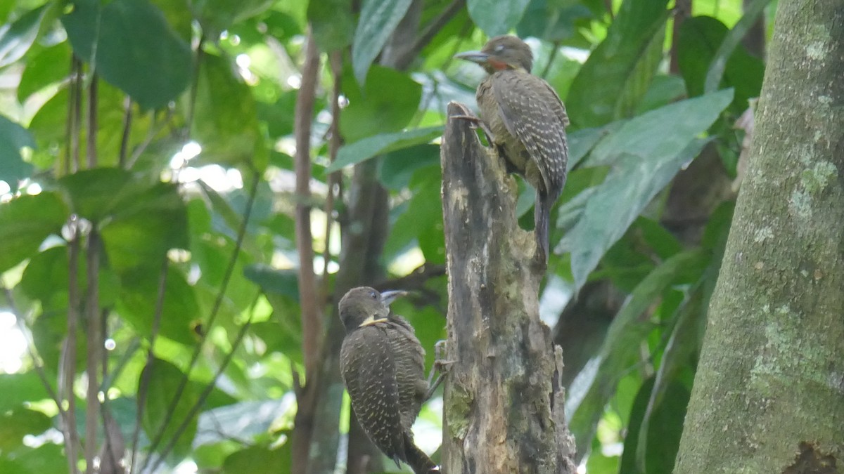 Buff-necked Woodpecker - ML620864650