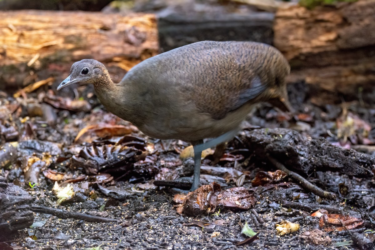 Solitary Tinamou - ML620864652