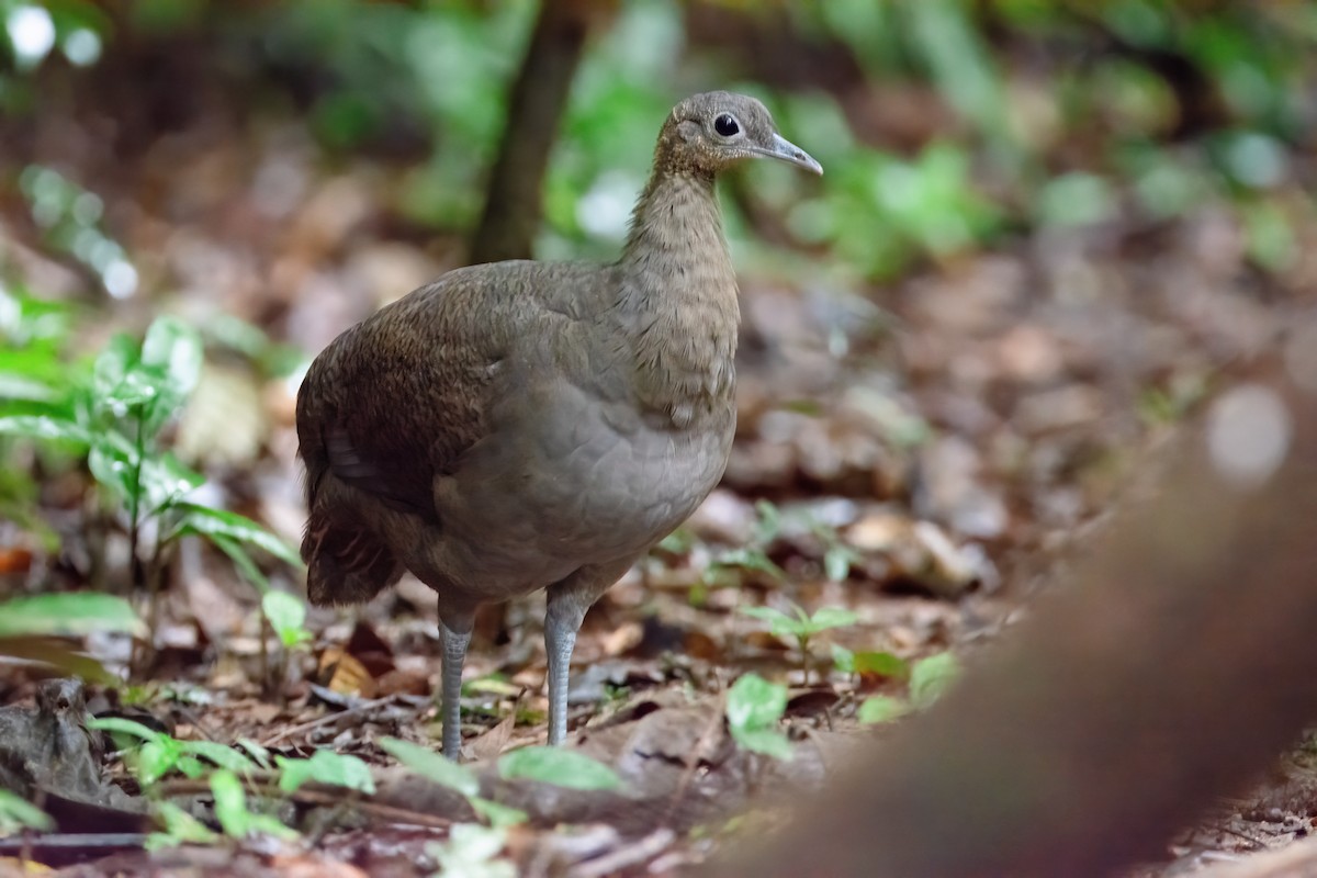 Solitary Tinamou - ML620864653
