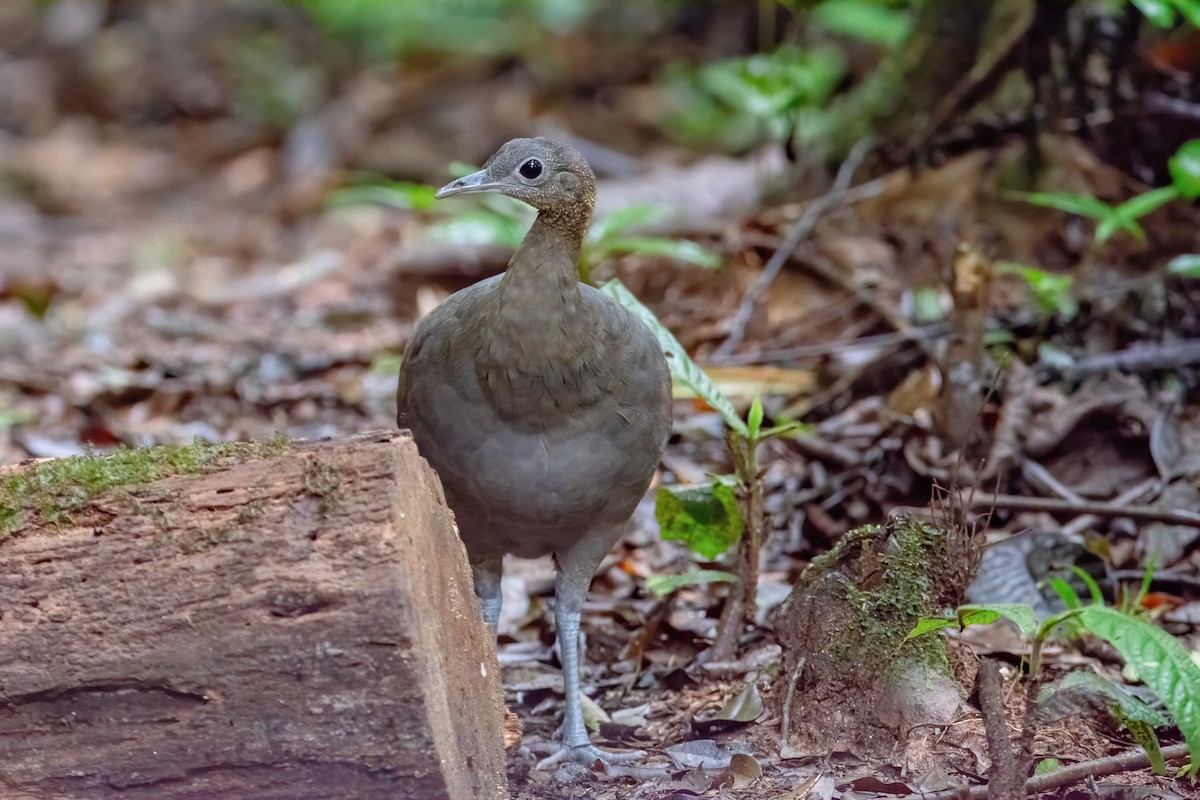 Solitary Tinamou - ML620864654