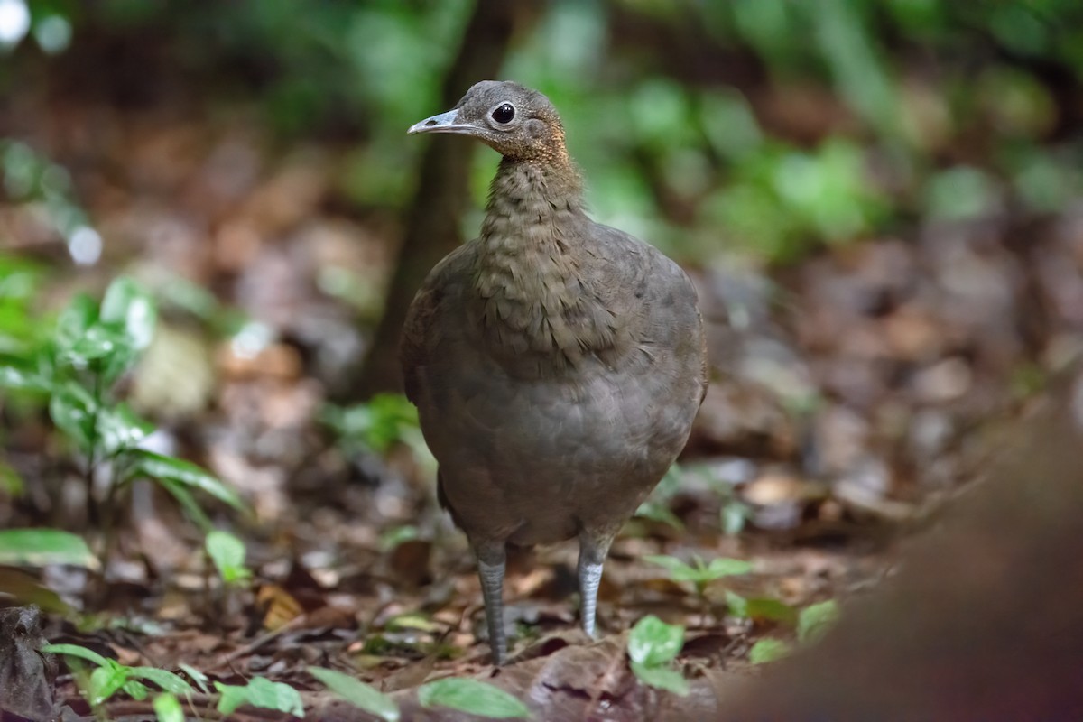 Solitary Tinamou - ML620864656