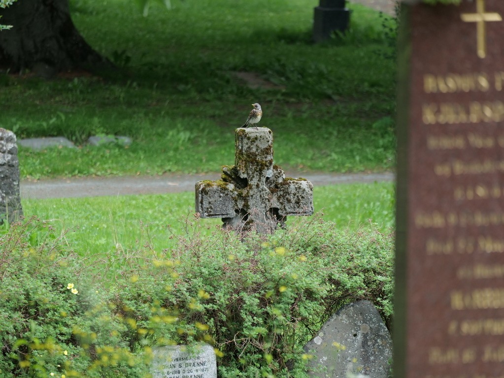 Fieldfare - Barbara Coll