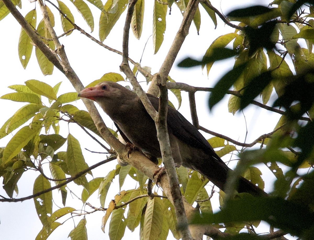 Gray Crow - ML620864662