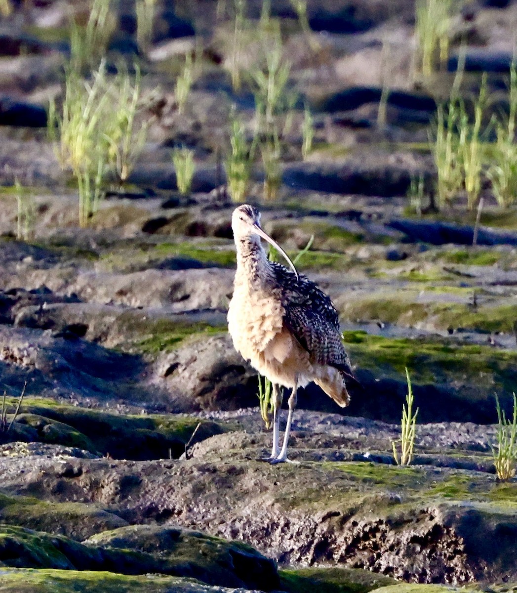 Long-billed Curlew - ML620864663
