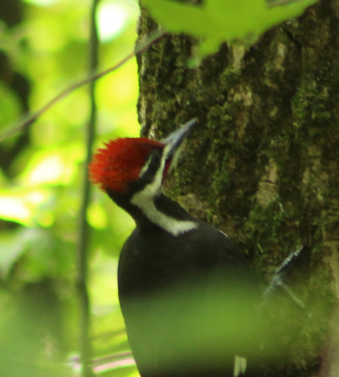 Pileated Woodpecker - ML620864672