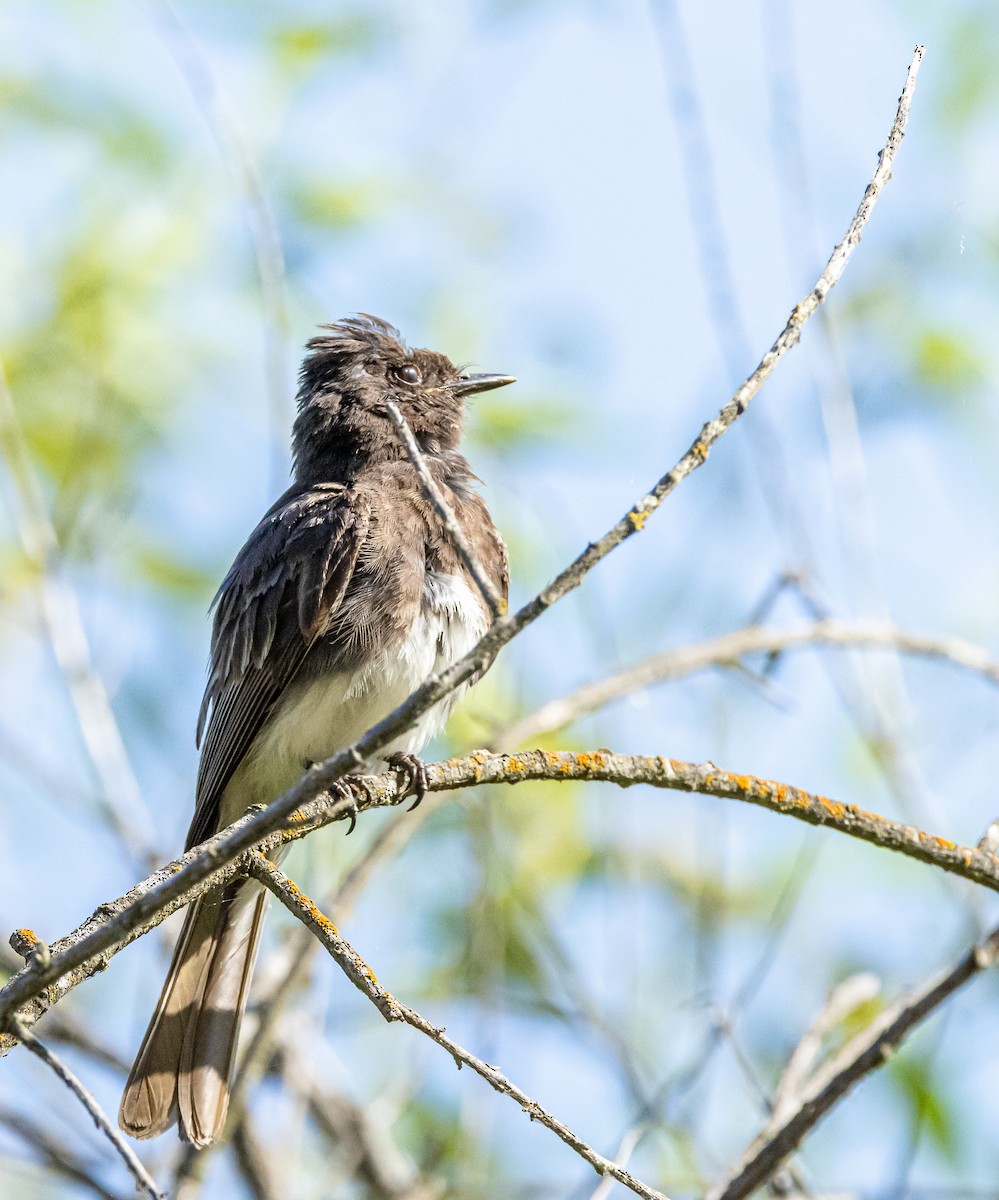 Black Phoebe - ML620864677