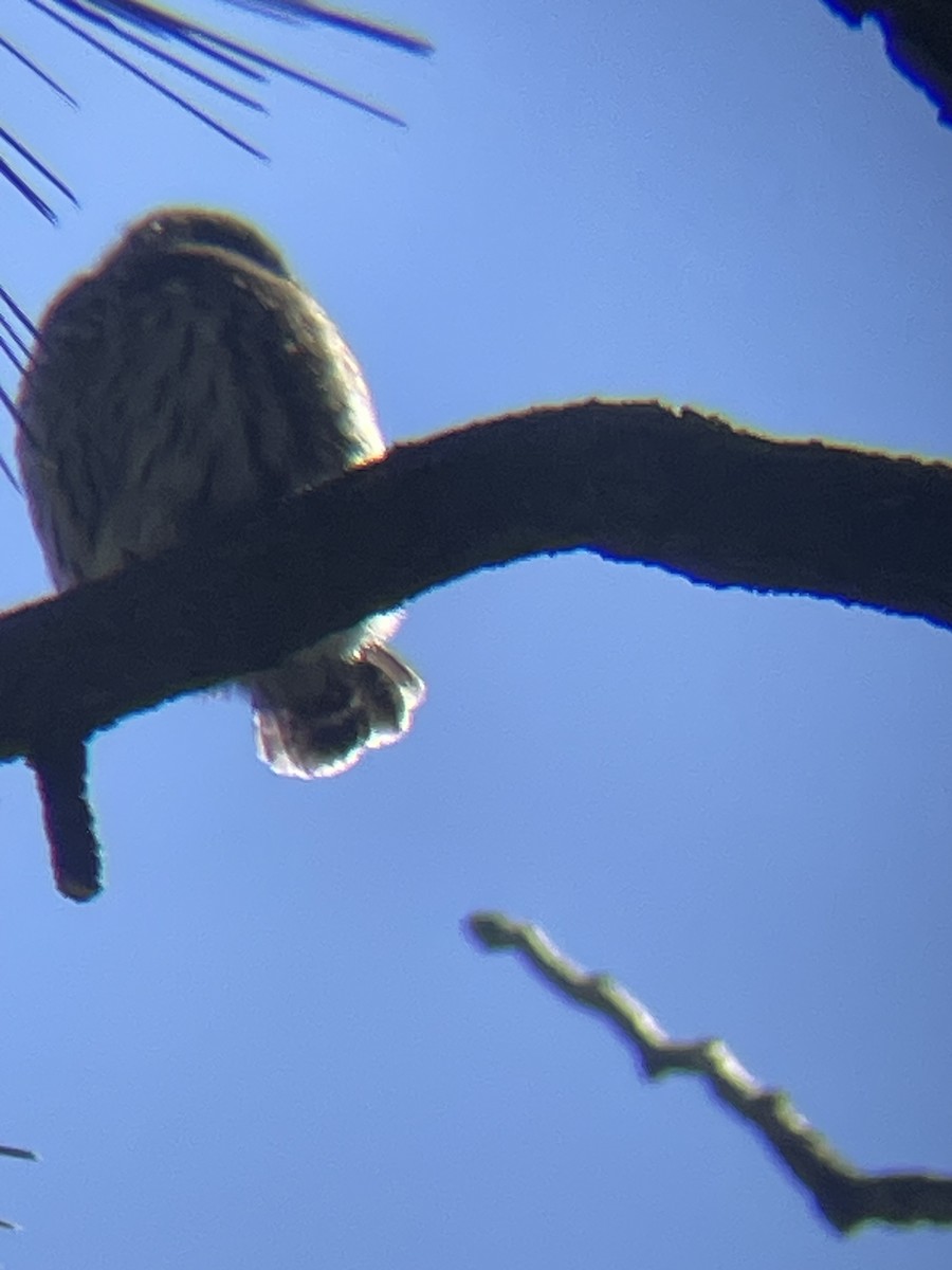 Northern Pygmy-Owl - ML620864680