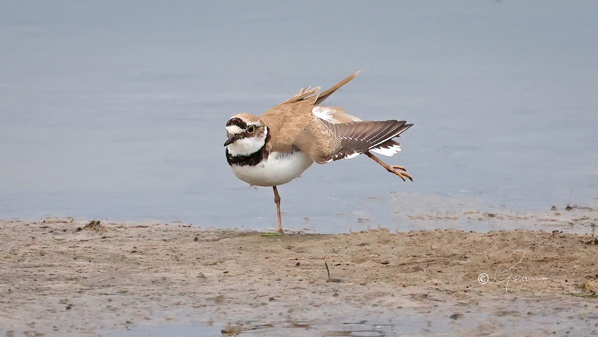 Little Ringed Plover - ML620864686