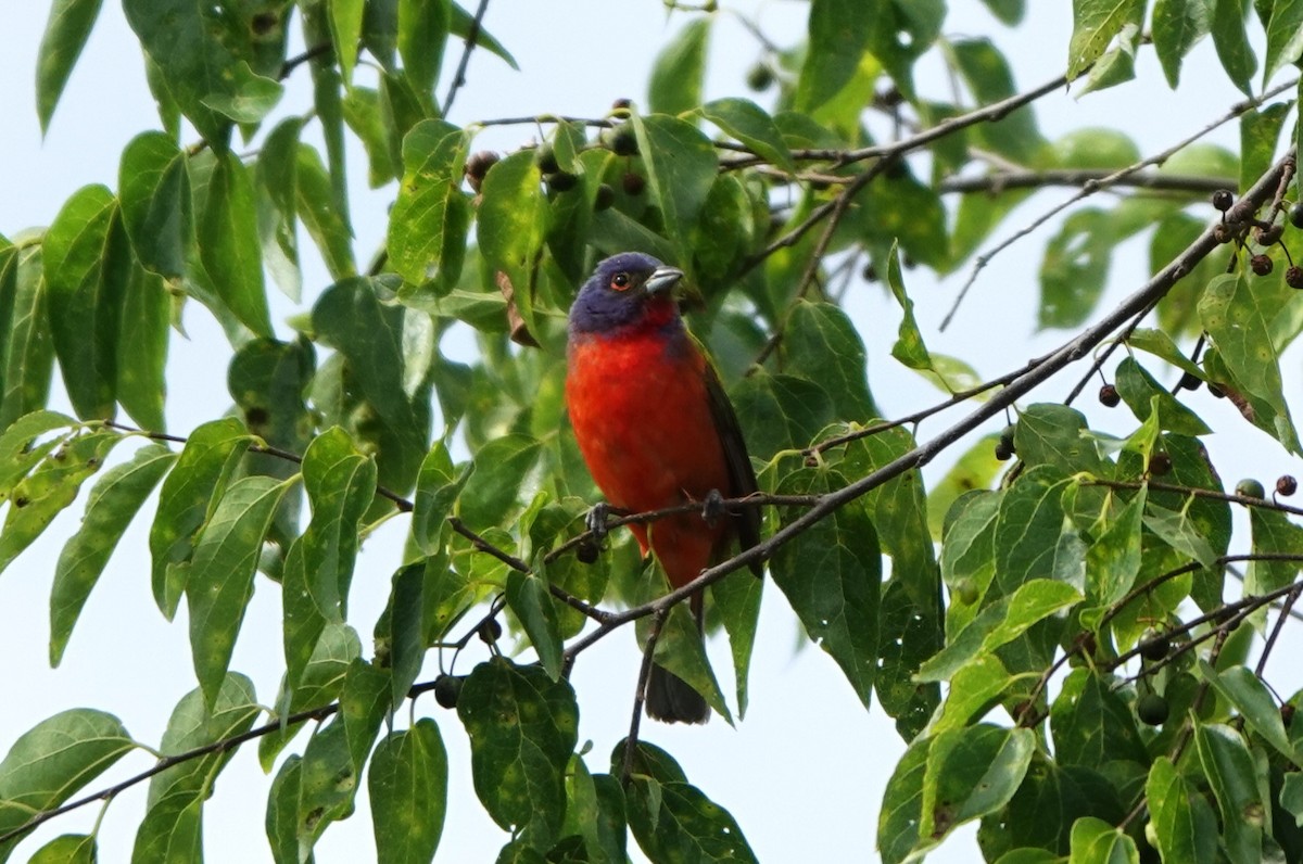 Painted Bunting - ML620864694