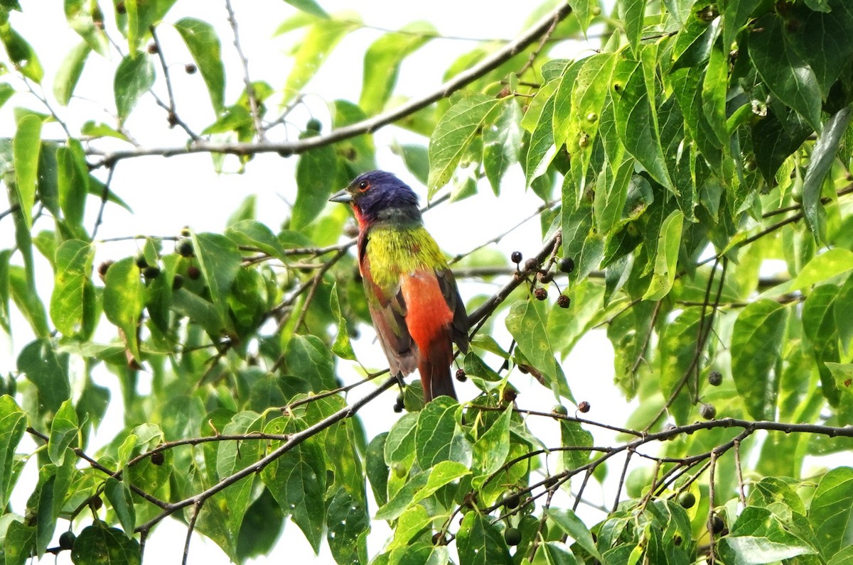 Painted Bunting - ML620864695