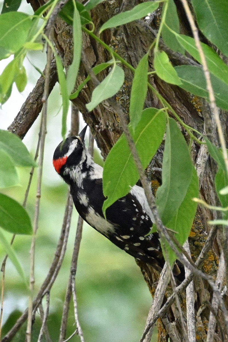 Downy Woodpecker - ML620864705