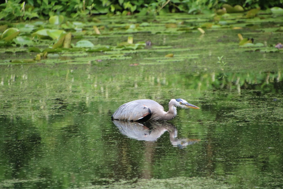 Great Blue Heron - ML620864711