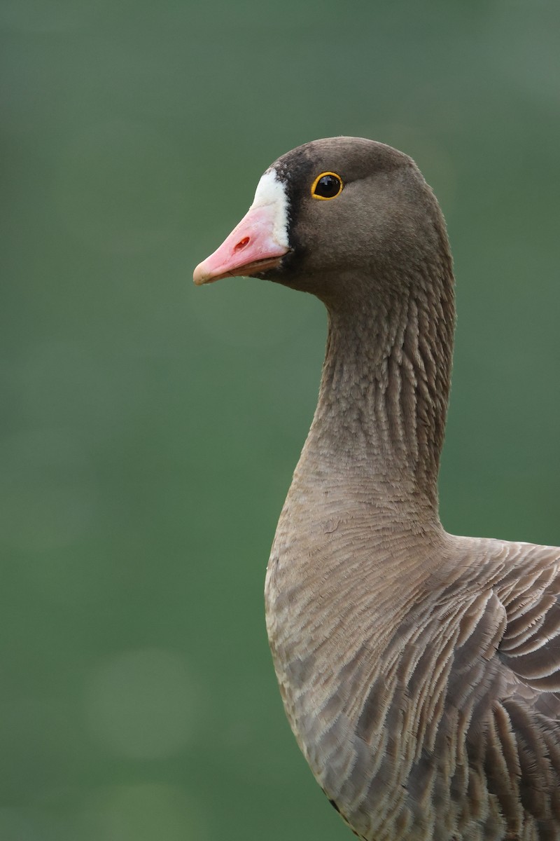 Lesser White-fronted Goose - ML620864726