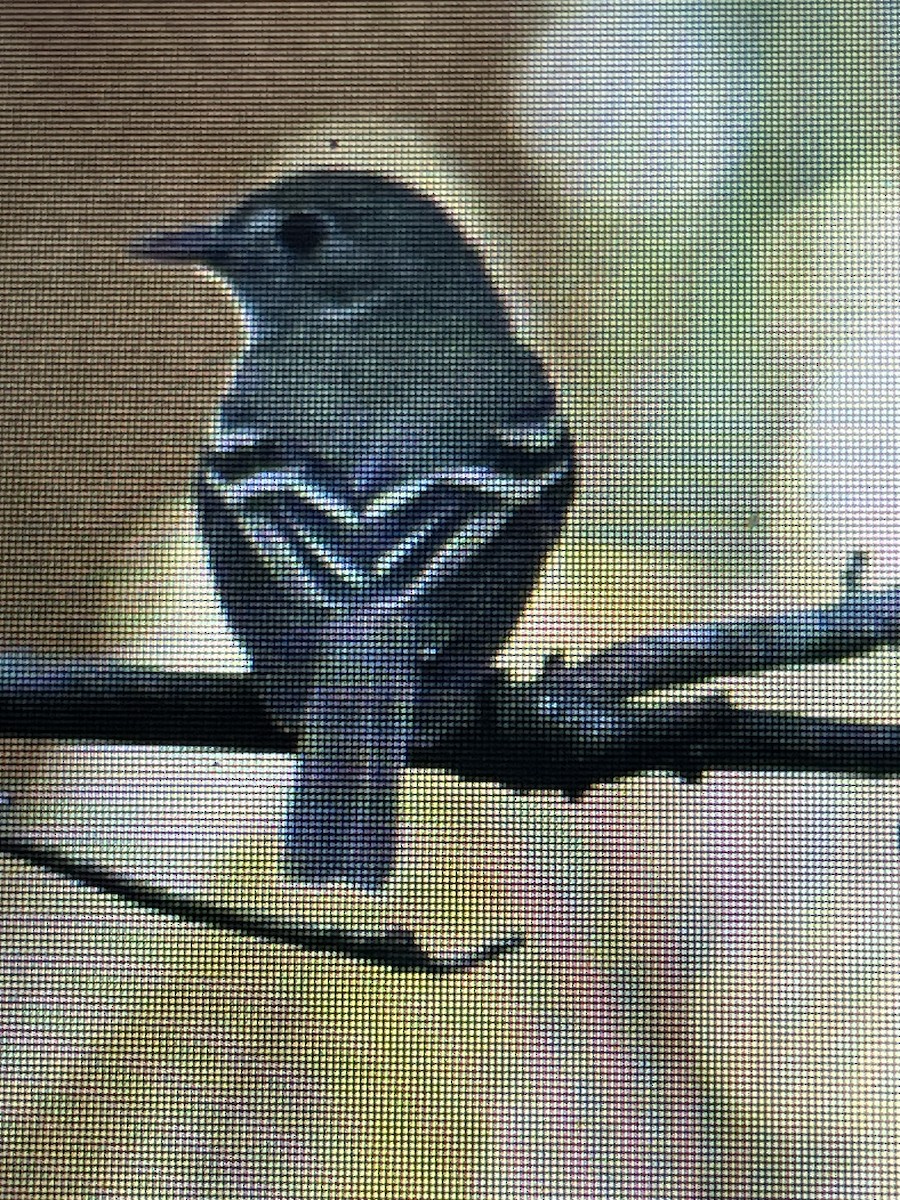 Acadian Flycatcher - Tejas Subbu Lember