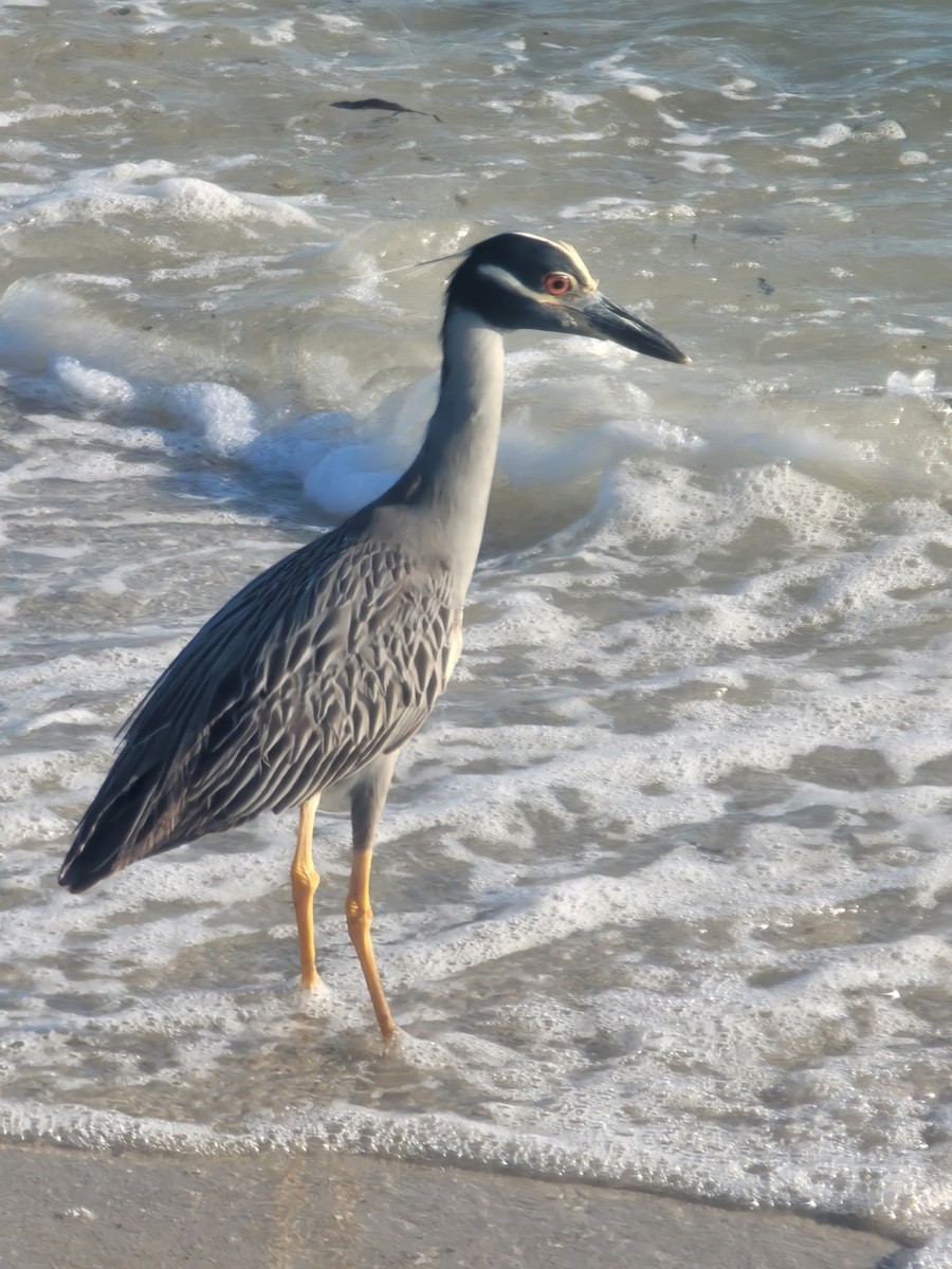 Yellow-crowned Night Heron - ML620864731