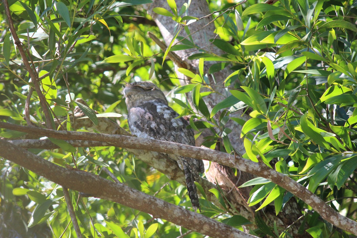 Papuan Frogmouth - ML620864734